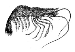 甲壳素和壳多糖——化妆品界的“生物工程”（上）